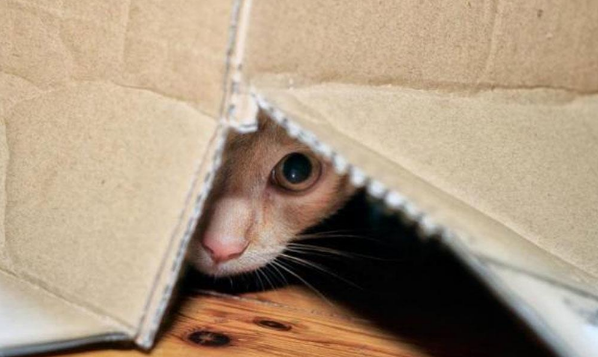 22ec0435ba48a14be9d4291e03b3861a