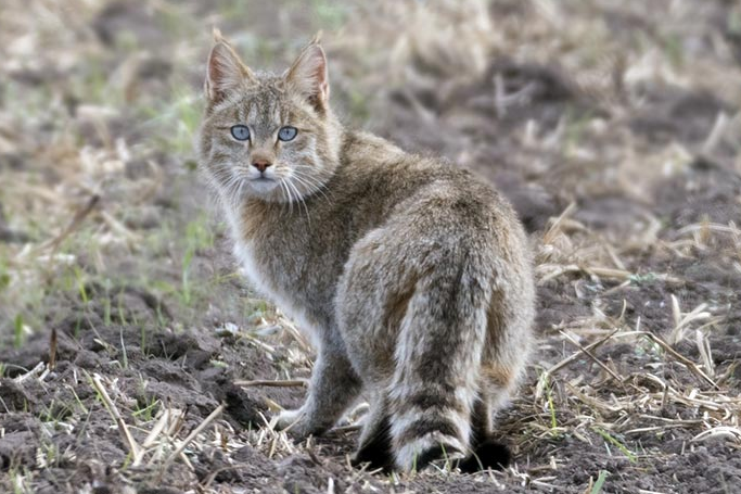 c8a980a9e120a1057de597bda001777d